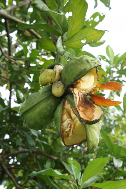 What you didn’t know about coca-cola: the kola nut